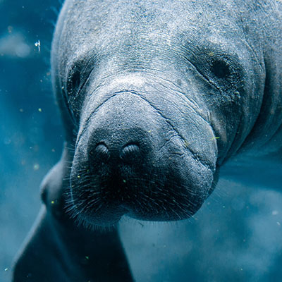 Ocean Conservation